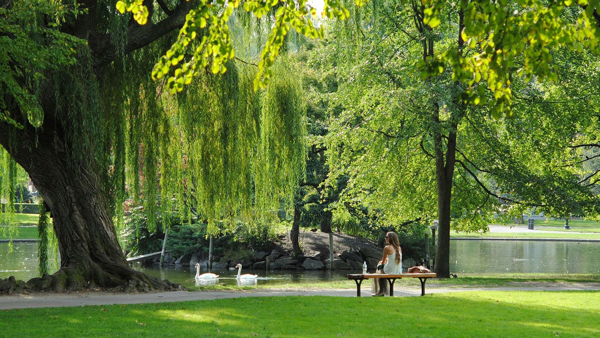 En kvinna som sitter på en bänk i en grönskande park och som tittar på två vita svanar i dammen framför